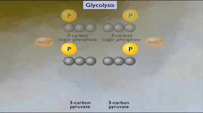 Glycolysis Pathway Steps [Animation] on Make a GIF