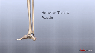 Ankle Anatomy Animated Tutorial on Make a GIF
