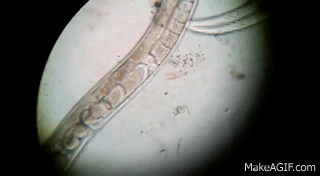 Mi okozza a pinworm petesejtek pusztulását, Gömbférgek és pinwormok