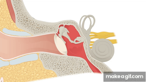Ossicles of the Middle Ear | Anatomy Tutorial on Make a GIF