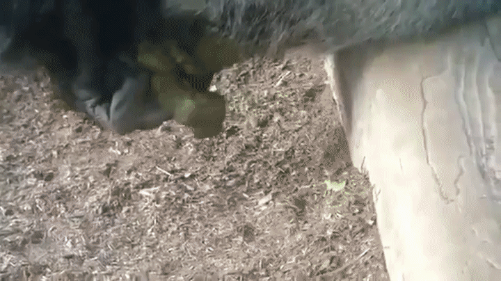 Gorilla Eats/Shares his Own Poop with his Son! on Make a GIF.