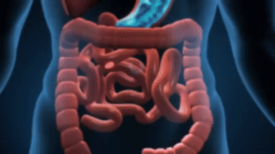 Human Digestive System animation work on Make a GIF