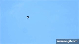Close up: Skylark sings Flying / Veldleeuwerik zingt vliegend (Alauda  arvensis) on Make a GIF