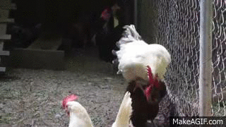 [Image: boiXdz.gif]