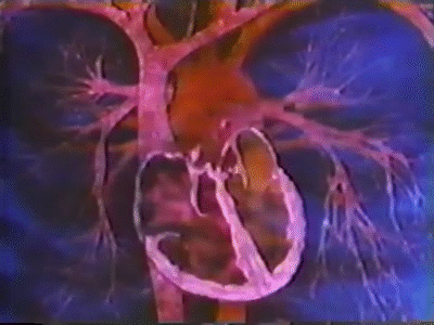 Repiration Process Gif Respiratory system on Make a GIF