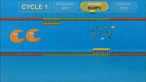 PCR (Polymerase Chain Reaction) extension on Make a GIF