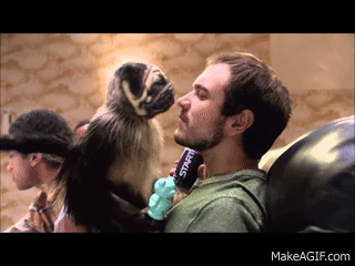 Super Bowl Puppy Monkey Baby Commercial Pics Mountain Dew Mtn Dew On Make A Gif