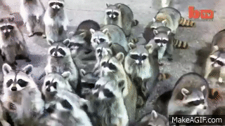Hungry Raccoons Surround Father And Daughter on Make a GIF