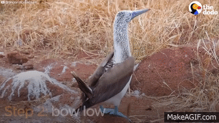 Blue-Footed Boobies Mating Dance is the Best Thing Ever | The Dodo on