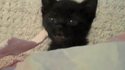 A Black Kitten GIFs