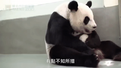 Une Maman Panda Retrouve Son Bebe Trop Mignon On Make A Gif
