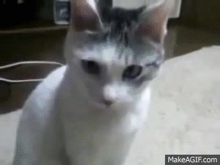 Surprised Cat GIFs