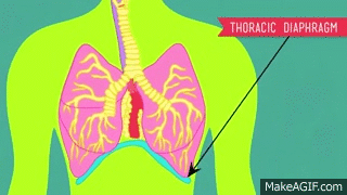 Circulatory & Respiratory Systems - CrashCourse Biology #27 on Make a GIF