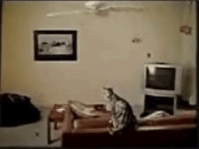 Cat Swinging From Ceiling Fan On Make A Gif