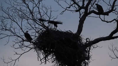 Learning to fly... Baby Bald Eagles on Make a GIF