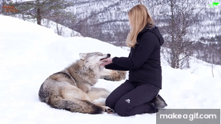 LARGE NORWEGIAN WOLVES - BITE, FIGHT & FLIGHT on Make a GIF