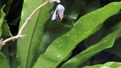 Monarch butterfly emerging time lapse. on Make a GIF