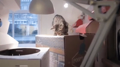 A Day at Poopy Cat Office on Make a GIF