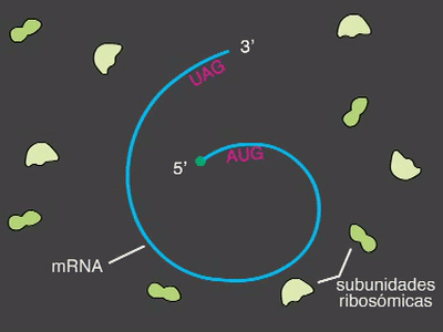 Resultado de imagen para polirribosomas gif