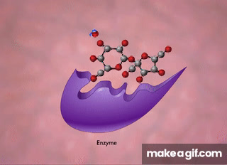 Enzyme Action and the Hydrolysis of Sucrose [HD Animation] on Make a GIF