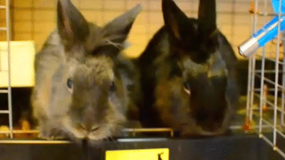hungry rabbits 3 on Make a GIF