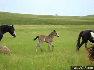 Buckskin Nokota Foal Playing on Make a GIF