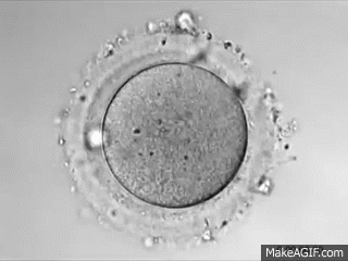 Human Egg and Sperm Fertilising on Make a GIF