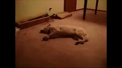 cute animals doing funny things The dog which jumps in a dream funny animal  on Make a GIF