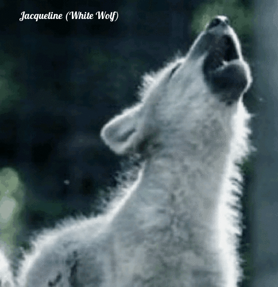 white wolf growling gif
