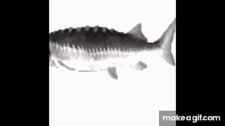 Fish Spinning (Low Quality to Funky Town) on Make a GIF