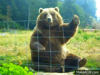 bear waving gif