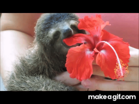 sloth gif flower