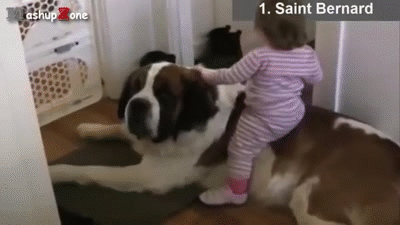 funny dog gif, Dogs