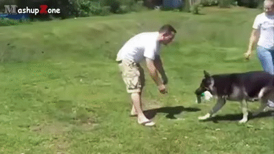 best dog in the world funny gif