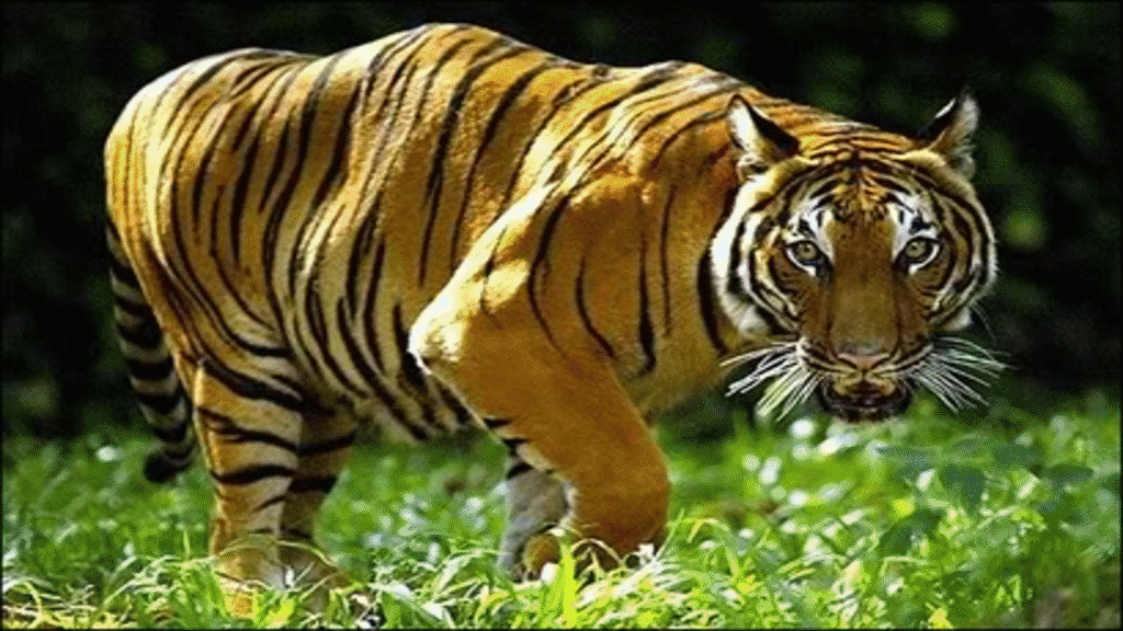 super cute tiger on Make a GIF