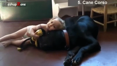 Top 10 Funny and Cute Dog Videos on Make a GIF