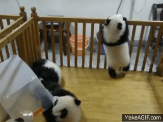 Escaping Baby Pandas On Make A Gif