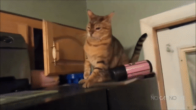 Funny Cat Gifs  Cat gif, Funny cat videos, Funny cats
