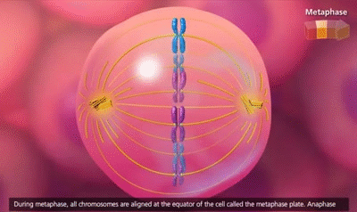 Cell Cycle Mitosis Animation Activity Images Picstank