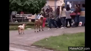 GOAT HEAD BUTTING EVERYONE on Make a GIF