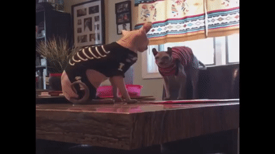 Funny Cat Falls Off Table animated gif