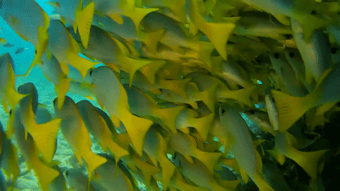 Cape Verde diving with shoal of fish on Make a GIF