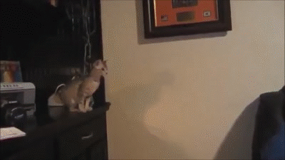 Funny Cats Gifs Compilation #1 — Steemit