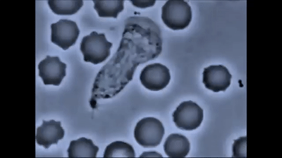 Sistema inmune defensa contra virus y bacterias on Make a GIF