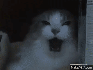 Angry cats on Make a GIF
