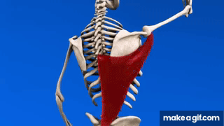 The ONLY 2 Exercises You Need For A Wide Back on Make a GIF