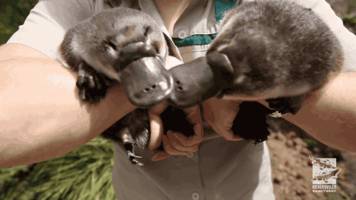 Baby Platypus Twins Go For Their First Swim On Make A Gif