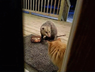 Mamá un ratónnnnn!! on Make a GIF