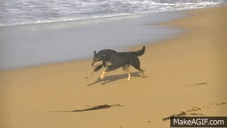 Dog Run Animation Reference on Make a GIF