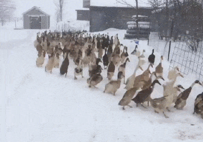 Duck Invasion on Make a GIF